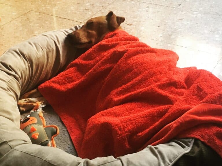 Picture of dog sleeping underneath a red blanket. He's not asking: house sitting or airbnb.