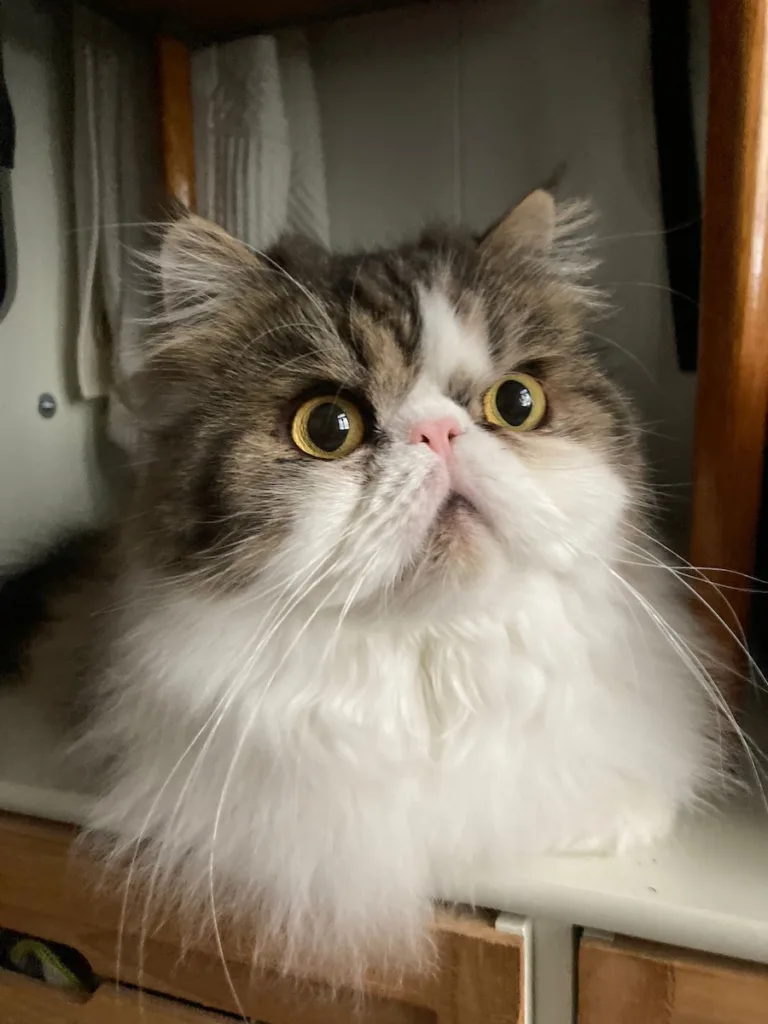 Persian cat