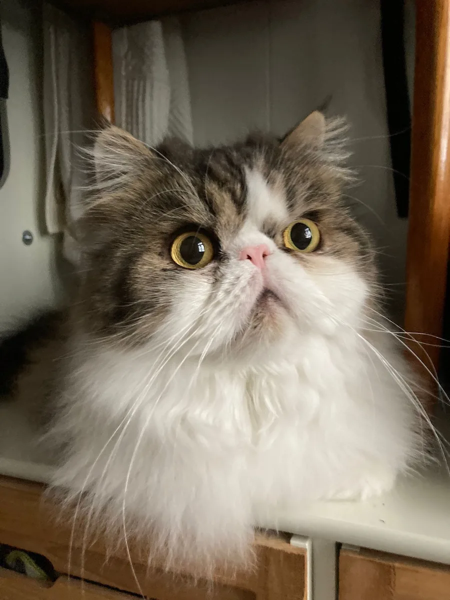 Persian cat