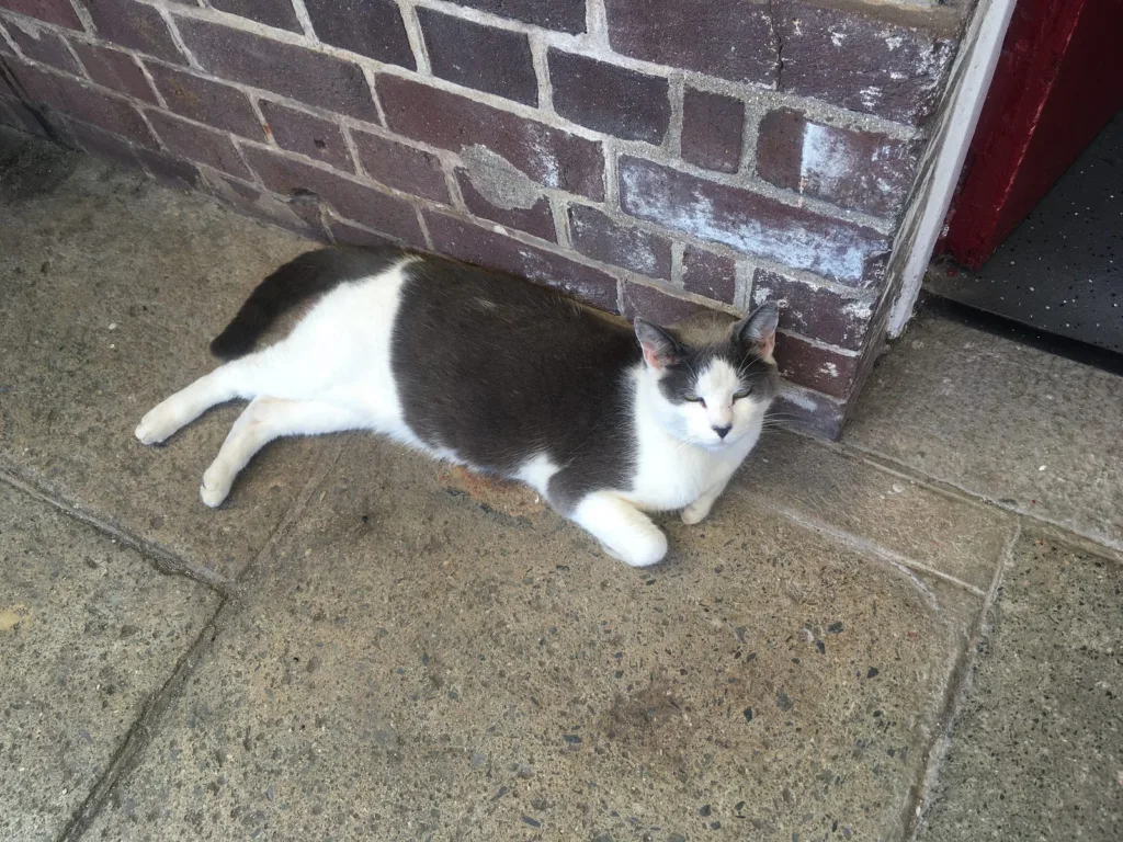 A grey-and-white cat sitting outside the train station door. Hector.