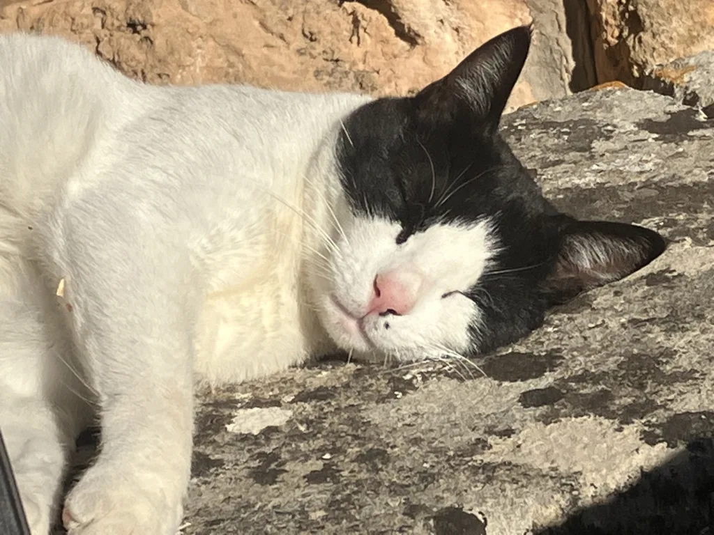Black and white cat sleeping in the sun.