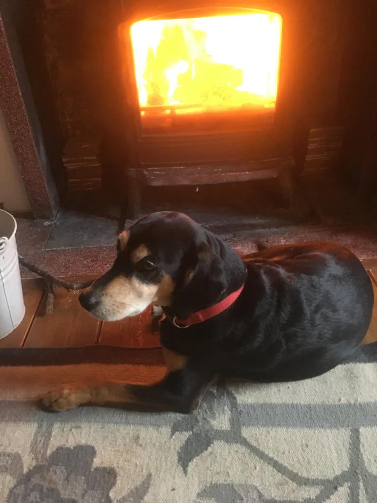 Dog sitting in front of fireplace.