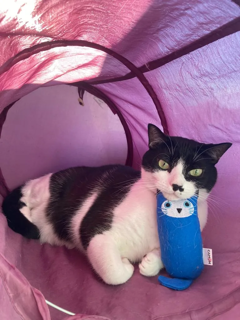 Cat inside a fabric tube