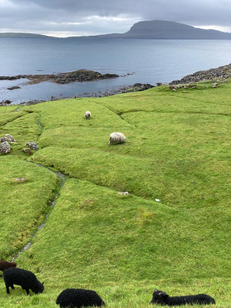 Green field with ducks overlooking the sea.