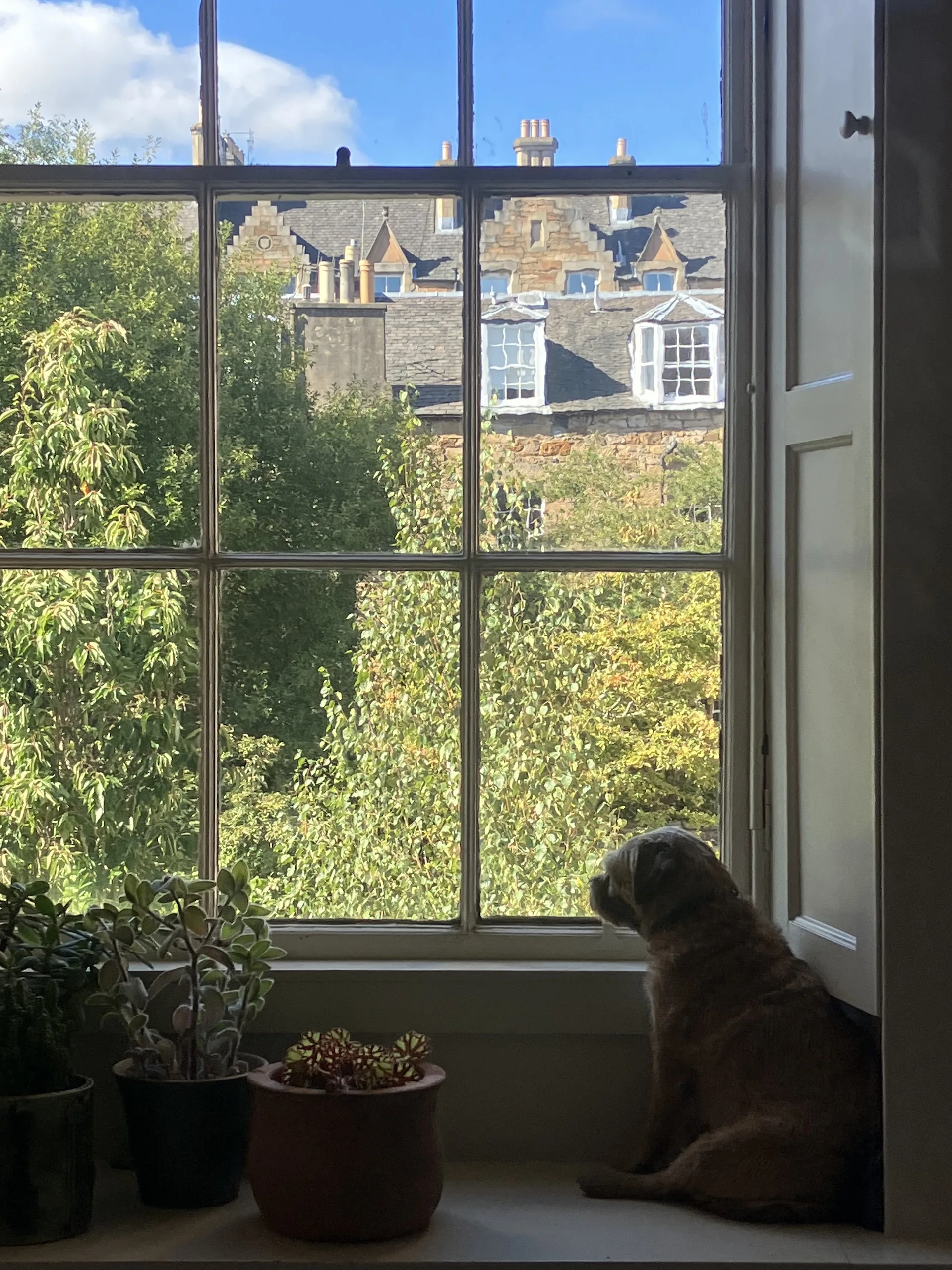 Border terrier looking out of a large glass pane window.